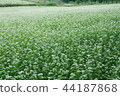 Buckwheat field 44187868