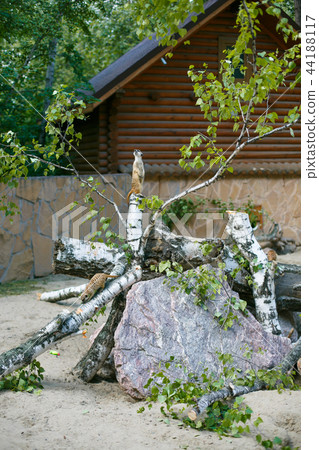 Meerkats in the zoo, one on stump guards others 44188117