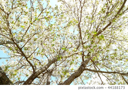 觀看廣角的白色櫻花 44188173