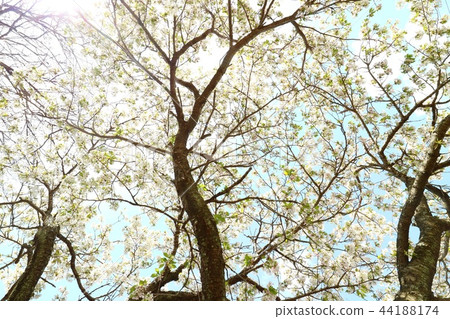 觀看廣角的白色櫻花 44188174