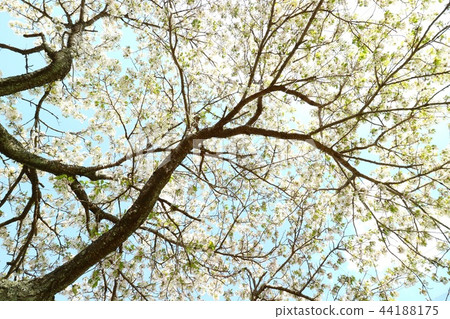 觀看廣角的白色櫻花 44188175