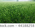 barley field 44188258