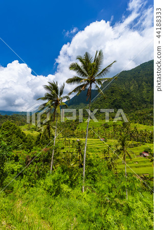 Rice fields - Bali island Indonesia Rice fields - Bali island Indonesia 44188333
