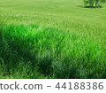 barley field 44188386