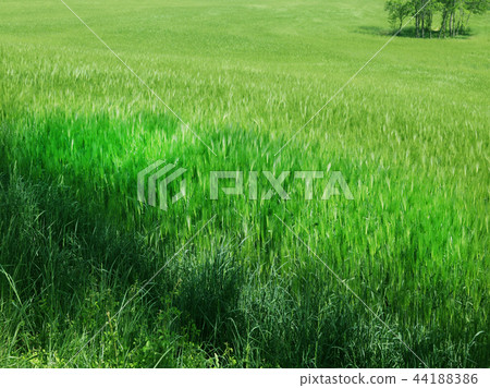barley field barley field 44188386