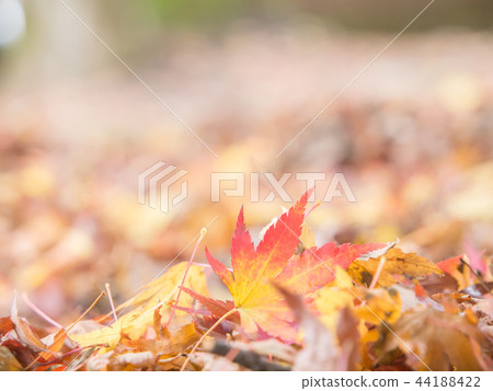 亮楓，深紅色的情感 44188422