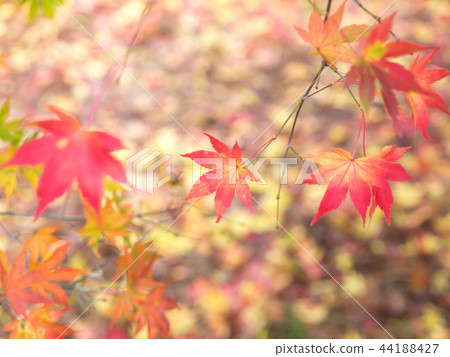 亮楓，深紅色的情感 44188427