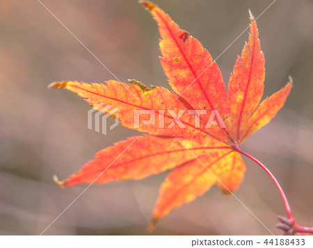 亮楓，深紅色的情感 44188433