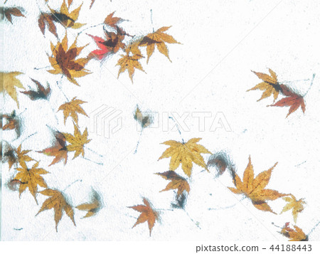 亮楓,深紅色的情感 亮楓,深紅色的情感 44188443