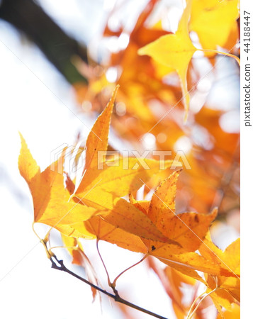 亮楓,深紅色的情感 亮楓,深紅色的情感 44188447