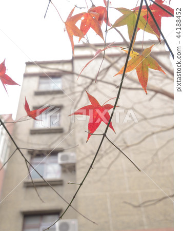 亮楓,深紅色的情感 亮楓,深紅色的情感 44188452