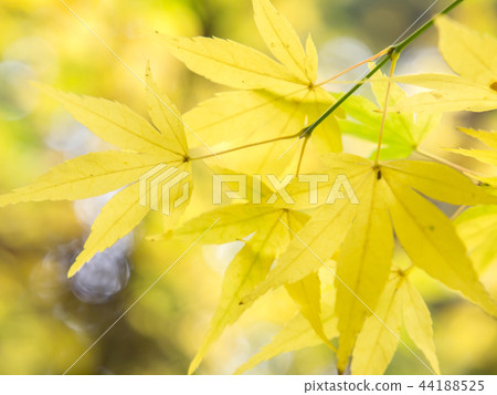 滿山片野的紅楓 滿山片野的紅楓 44188525