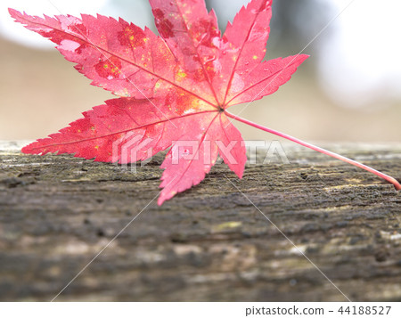 滿山片野的紅楓 滿山片野的紅楓 44188527