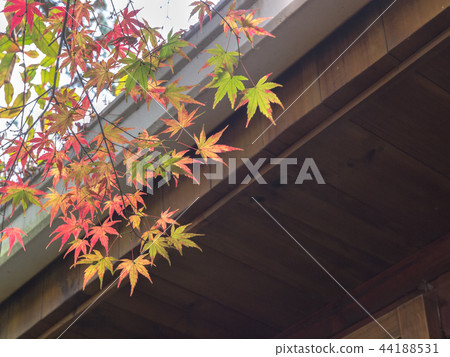 滿山片野的紅楓 滿山片野的紅楓 44188531