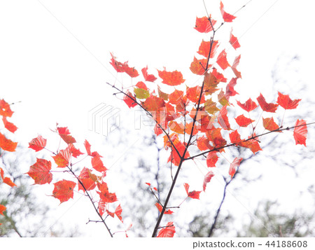 亮楓,深紅色的情感 亮楓,深紅色的情感 44188608