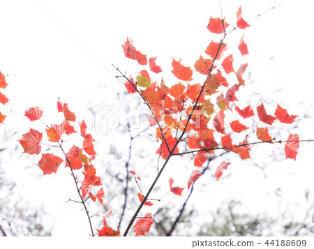 亮楓，深紅色的情感 44188609