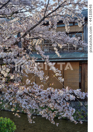 Cherry blossoms in Shirakawa 44188646