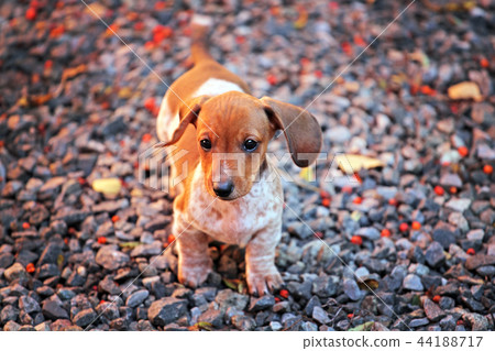 Dachshund dog autumn garden Dachshund dog autumn garden 44188717