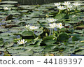 Water lily flower 44189397