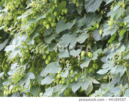 Hops (one of the raw materials for beer) Hops (one of the raw materials for beer) 44189587