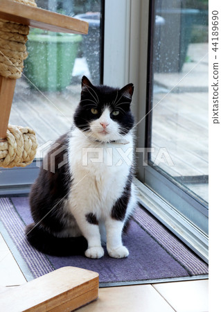 Cute Black And White Domestic Cat 44189690