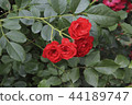 Rose 44189747