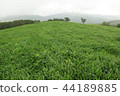 lawn 44189885