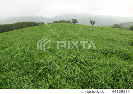lawn lawn 44189885