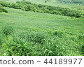 lawn 44189977