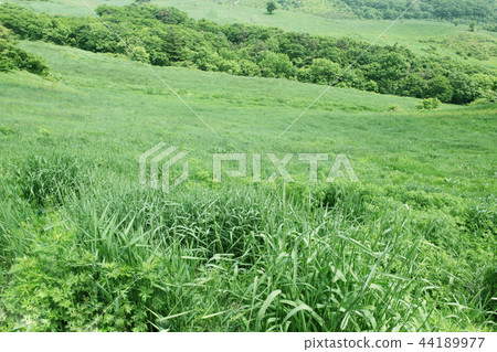 lawn lawn 44189977