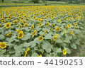 Sunflower flower field 44190253