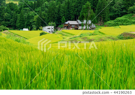 [Nitagata Sanjo City Kita-500河]北部的500個河階地位於Awagatake山腳下，被選為日本100個最佳的水稻階地之一。 44190263