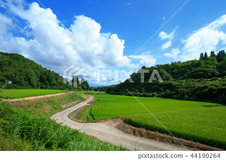 [新潟縣長岡市] Yamakoshi的梯田 44190264