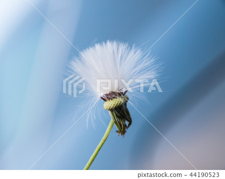 蒲公英去旅行 蒲公英去旅行 44190523