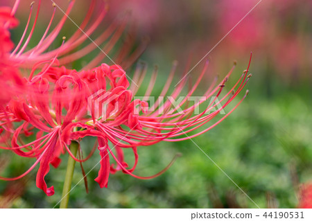 Red cluster flower blooming in the temple grounds of Kohoku Ward, Yokohama Red cluster flower blooming in the temple grounds of Kohoku Ward, Yokohama 44190531