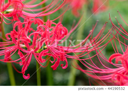 Red cluster flower blooming in the temple grounds of Kohoku Ward, Yokohama Red cluster flower blooming in the temple grounds of Kohoku Ward, Yokohama 44190532