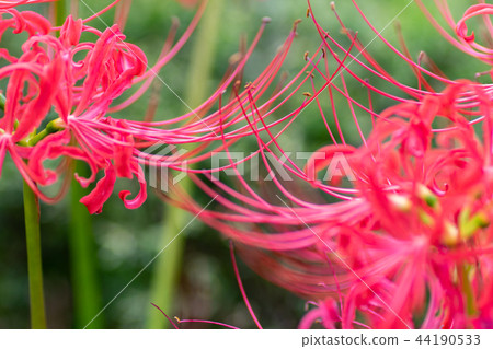 Red cluster flower blooming in the temple grounds of Kohoku Ward, Yokohama 44190533