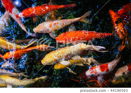 colourful pond fish