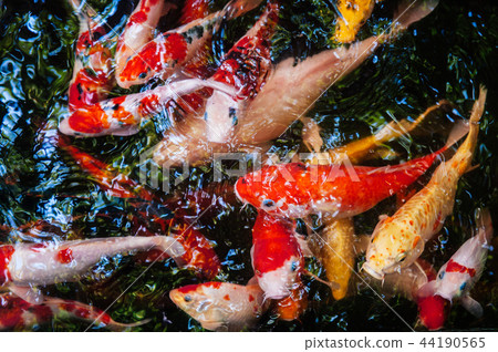 colourful pond fish