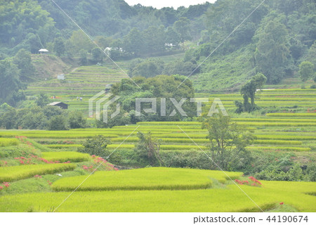[奈良縣明日香村]稻須梯田的孤峰 44190674