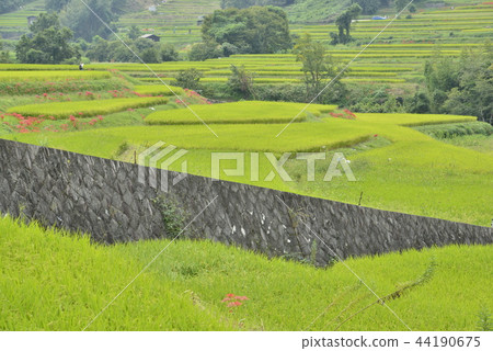 [奈良縣明日香村]稻須梯田的孤峰 44190675