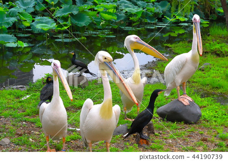 白鵜鶘,上野動物園 白鵜鶘,上野動物園 44190739