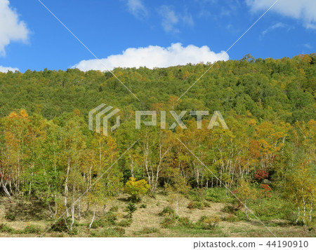 White birch yellow leaves White birch yellow leaves 44190910