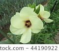 Okra's Flower 44190922