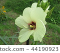 Okra's Flower 44190923