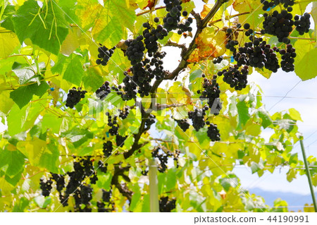 [Yamanashi Prefecture Fubukigawa Fruit Park] Agate and mountain range 44190991