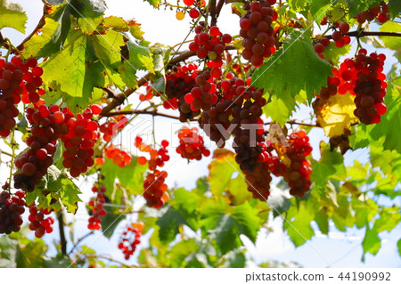 [Yamanashi Prefecture Fubukigawa Fruit Park] A basket of rice husks 44190992