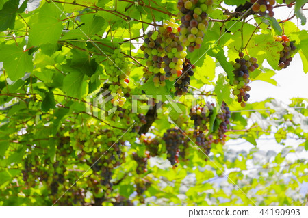 [Yamanashi Prefecture Fubukigawa Fruit Park] A basket of rice husks 44190993