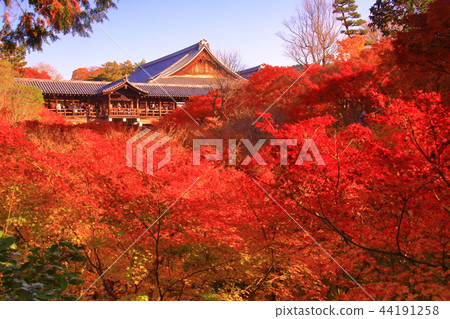 Tofuku-ji寺(京都市東山區)Tsutenbashi的秋葉 Tofuku-ji寺(京都市東山區)Tsutenbashi的秋葉 44191258