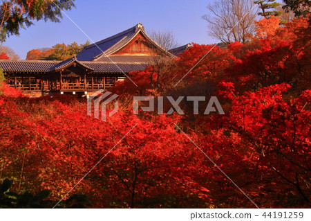 Tofuku-ji Temple (Kyoto City Higashiyama Ward) Autumn leaves of Tsutenbashi Tofuku-ji Temple (Kyoto City Higashiyama Ward) Autumn leaves of Tsutenbashi 44191259